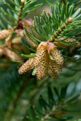 Abies koreana 'Silberlocke' - jedle korejská - prašníky